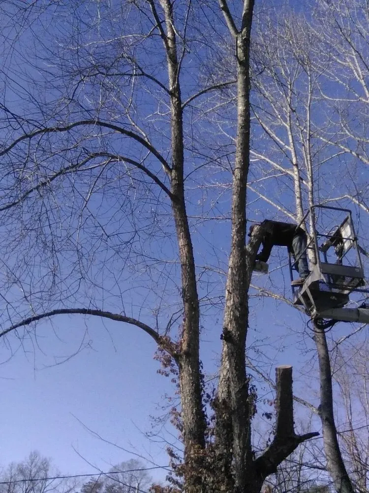 Trusted garden landscaping for beautiful yards in Erwin, TN by Veatch & Sons Tree & Lawn Services