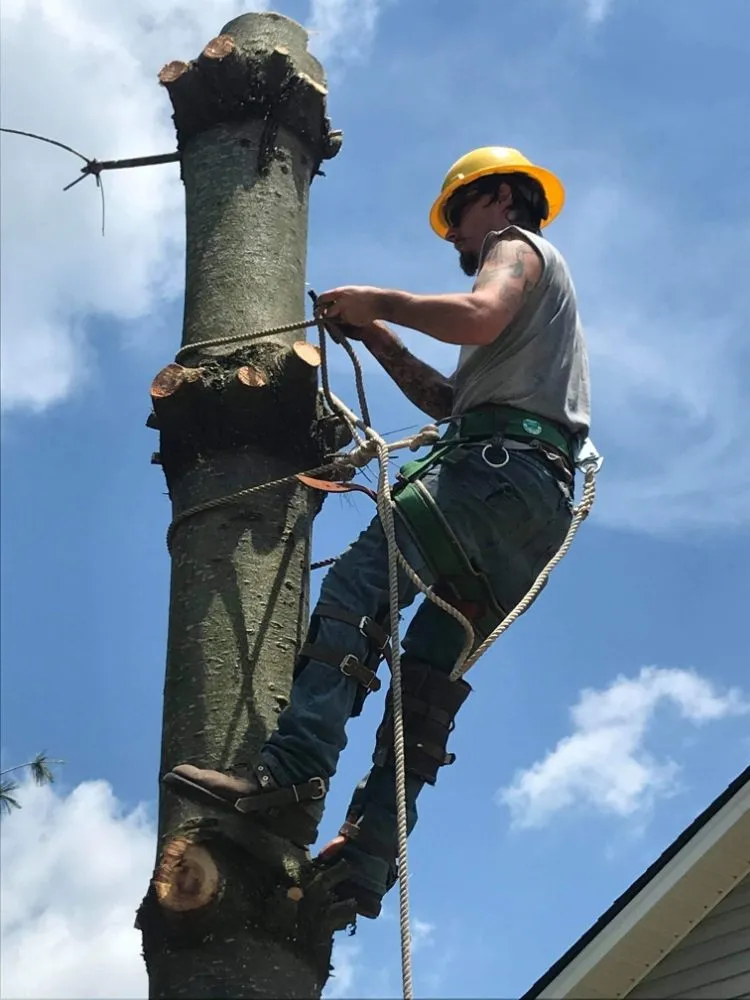 Custom lawn mowing service for residential properties across Erwin, TN - Veatch & Sons Tree & Lawn Services