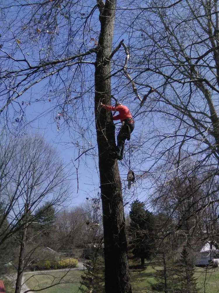 Trusted yard cleanup service with custom design in Erwin, TN by Veatch & Sons Tree & Lawn Services