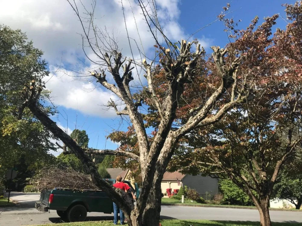 Reliable landscape installation in Erwin, TN - Veatch & Sons Tree & Lawn Services