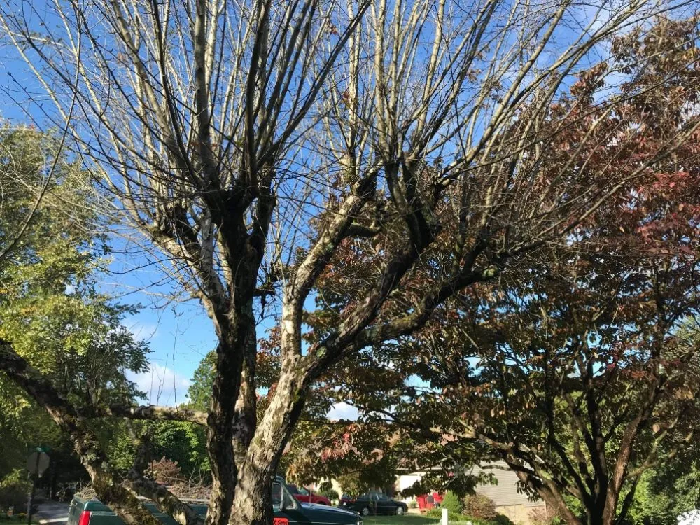 Local lawn mowing service experts serving Erwin, TN - Veatch & Sons Tree & Lawn Services