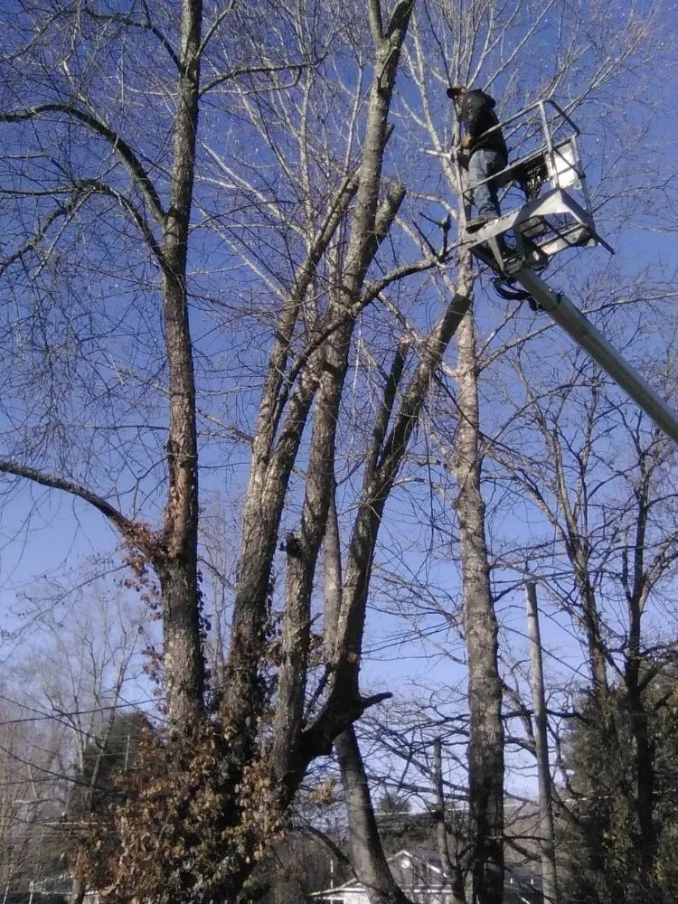 Trusted landscape design experts serving Erwin, TN - Veatch & Sons Tree & Lawn Services