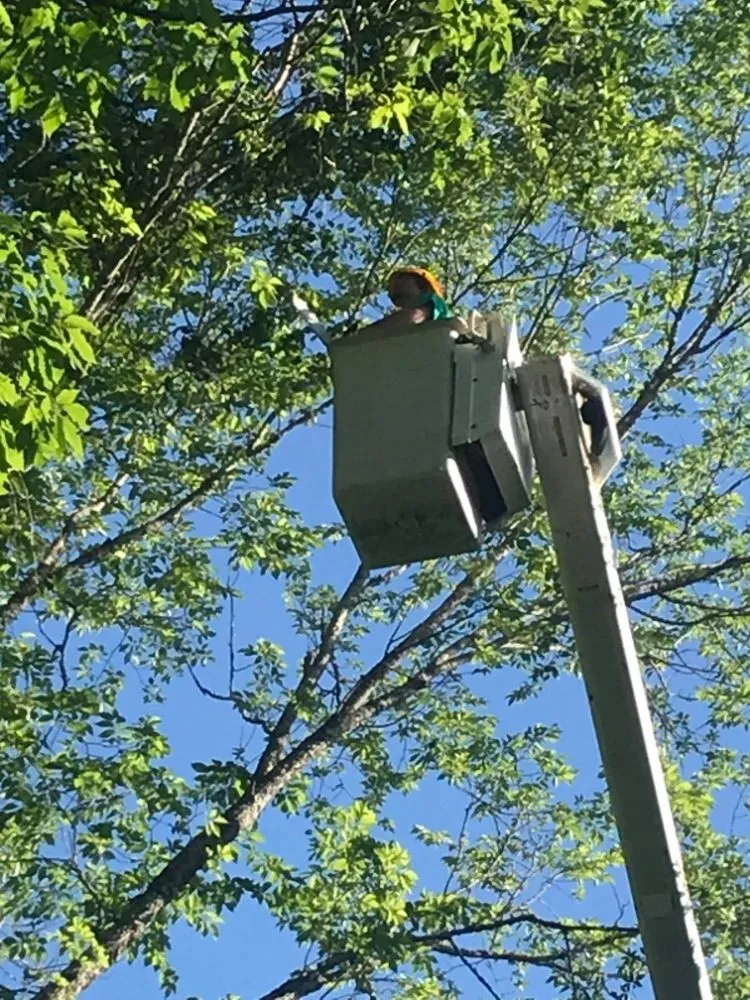 Reliable yard maintenance for beautiful yards in Erwin, TN by Veatch & Sons Tree & Lawn Services