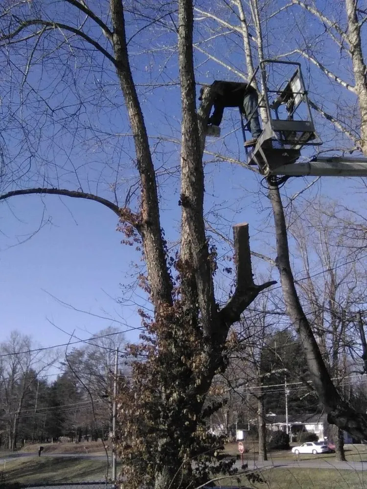 Local garden landscaping for outdoor upgrades across Erwin, TN - Veatch & Sons Tree & Lawn Services