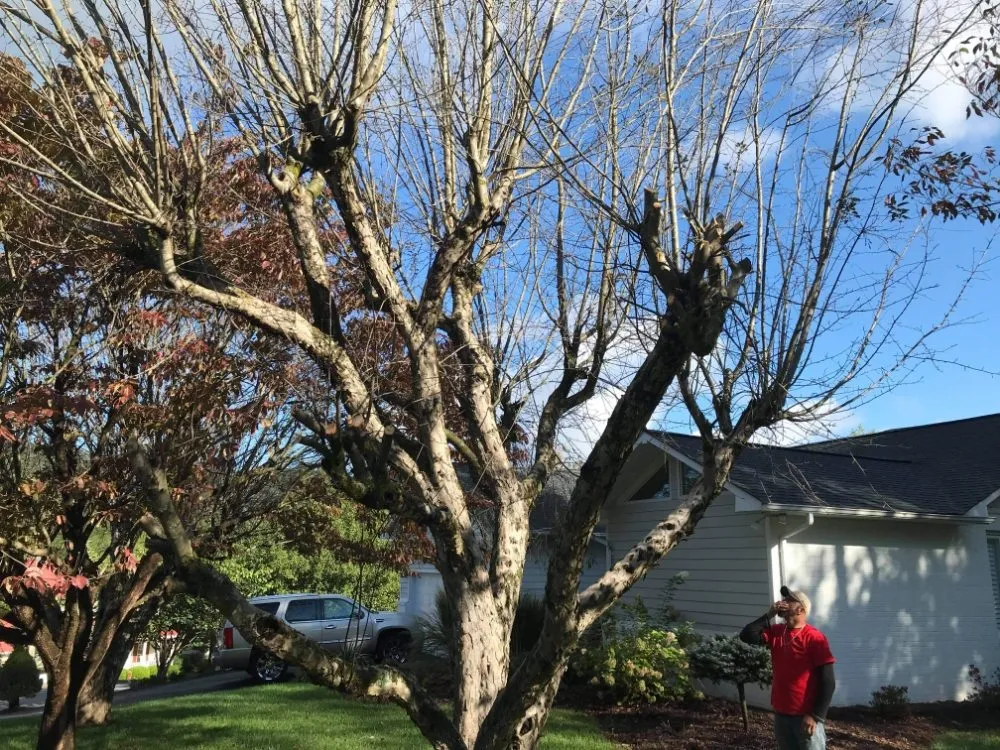 Reliable landscape design in Erwin, TN by Veatch & Sons Tree & Lawn Services