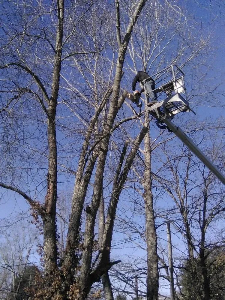 Expert lawn mowing service for homes across Erwin, TN - Veatch & Sons Tree & Lawn Services