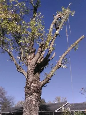 Veatch & Sons Tree & Lawn Services