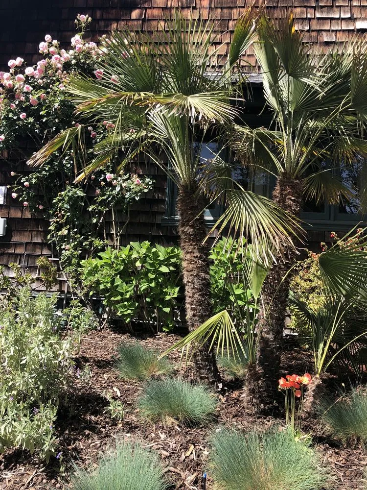 Trusted lawn care service in Albany, CA - Vee Horticulture