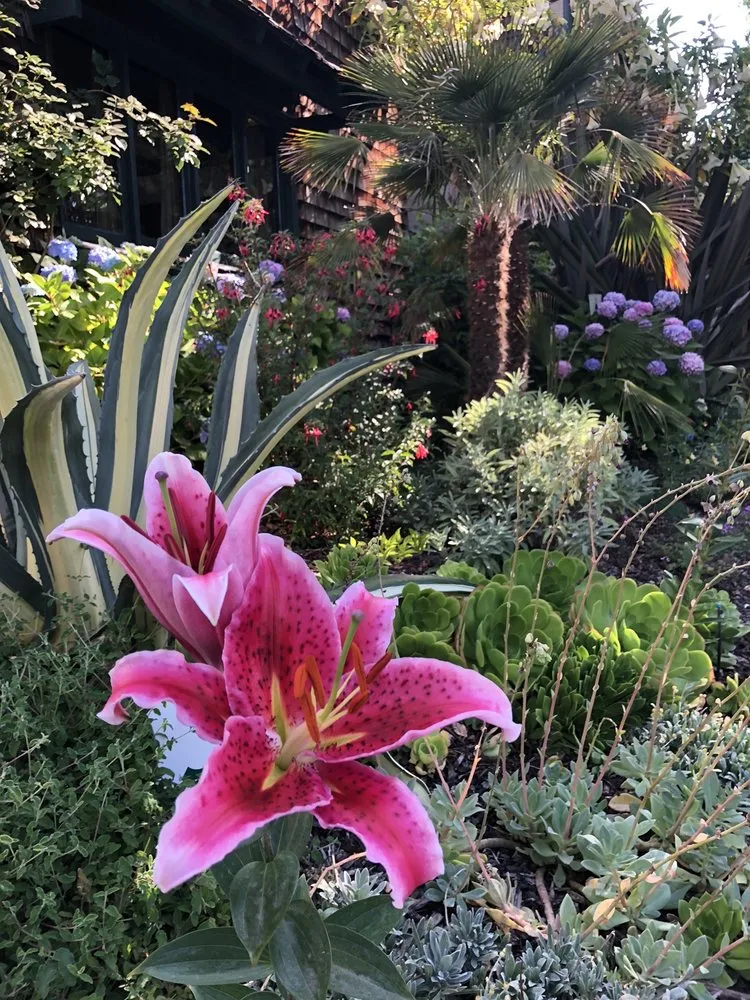 Expert landscape design for beautiful yards across Albany, CA - Vee Horticulture