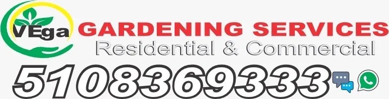 Top-rated lawn care service in Alameda, CA - Vega Gardening services