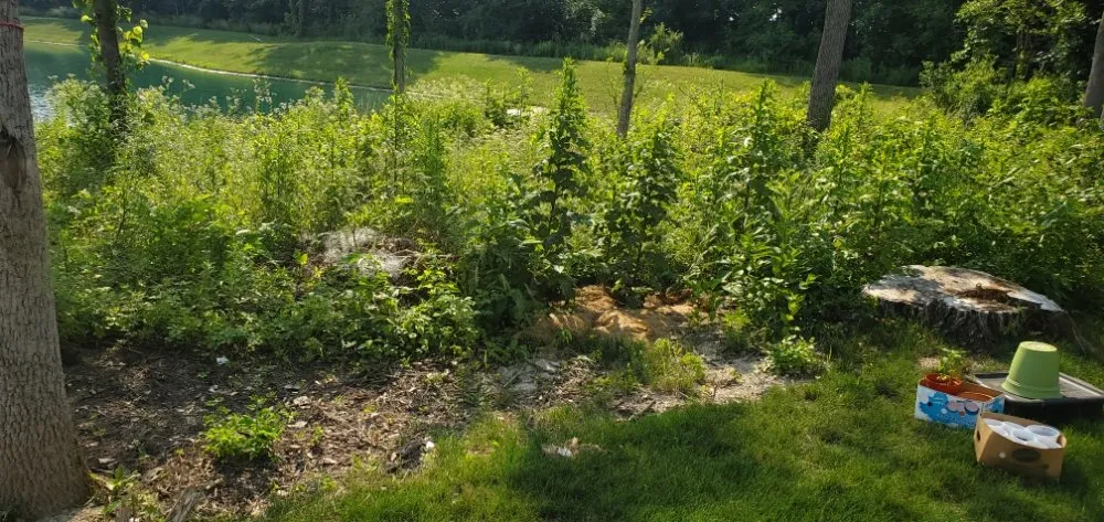 Professional landscaping services experts serving Fort Wayne, IN - Vega landscape services