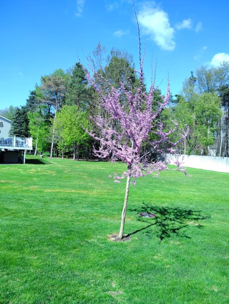 Affordable landscape installation for homes across Holland, MI - Vega Landscaping & Lawn Care