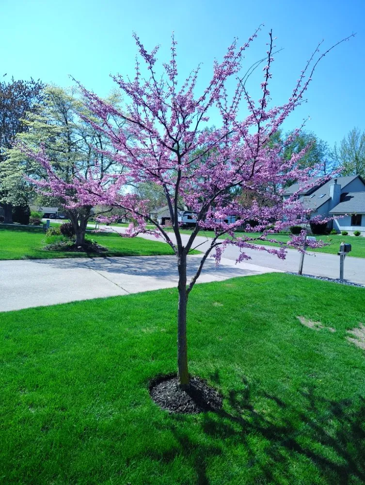 Reliable residential landscaping for outdoor upgrades in Holland, MI by Vega Landscaping & Lawn Care
