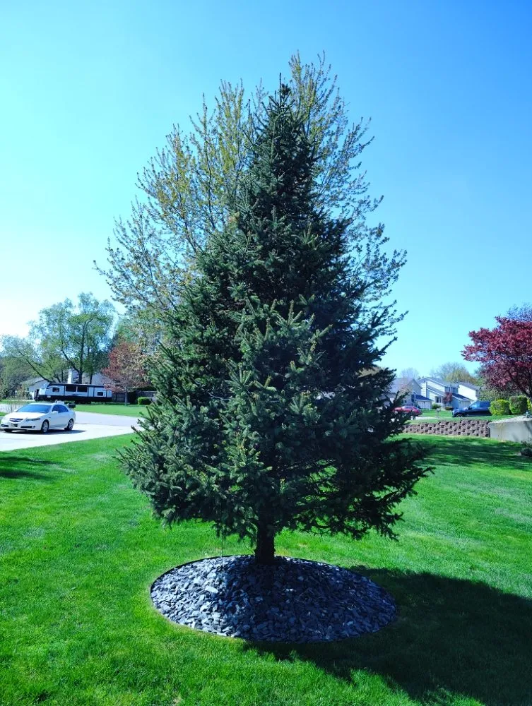 Expert yard cleanup service experts serving Holland, MI - Vega Landscaping & Lawn Care