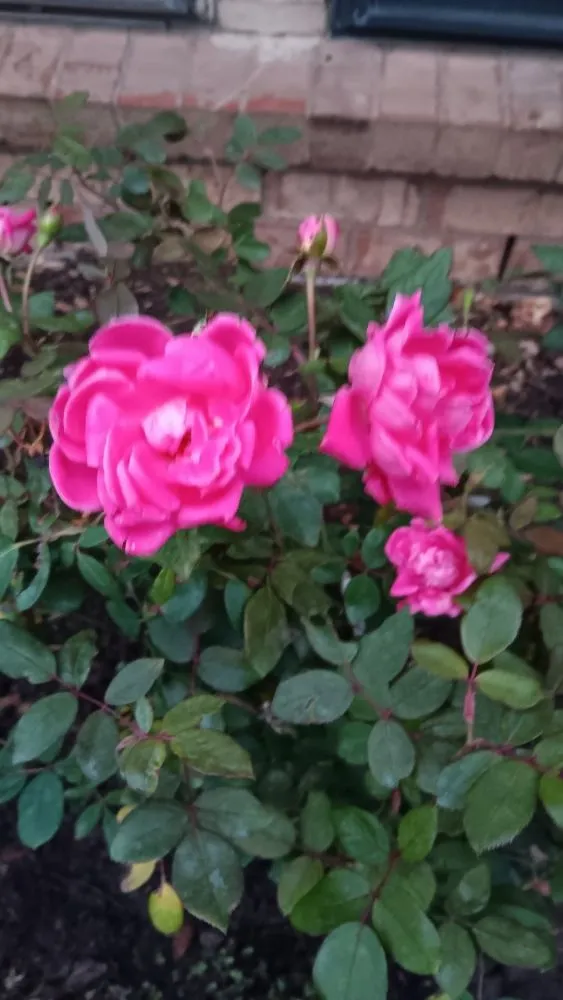 Local landscape installation for residential properties in Edgecliff Village, TX by Veganate Lawn Service