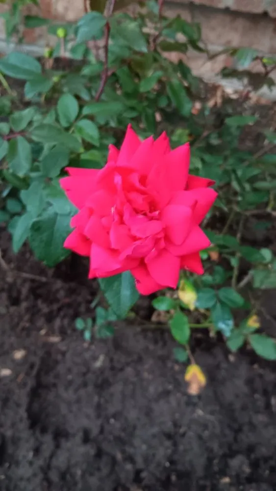 Local garden landscaping for year-round maintenance in Edgecliff Village, TX by Veganate Lawn Service