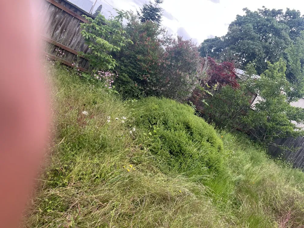 Expert lawn care service for beautiful yards across Kent, WA - Vegas Brothers Tree Services & Landscaping