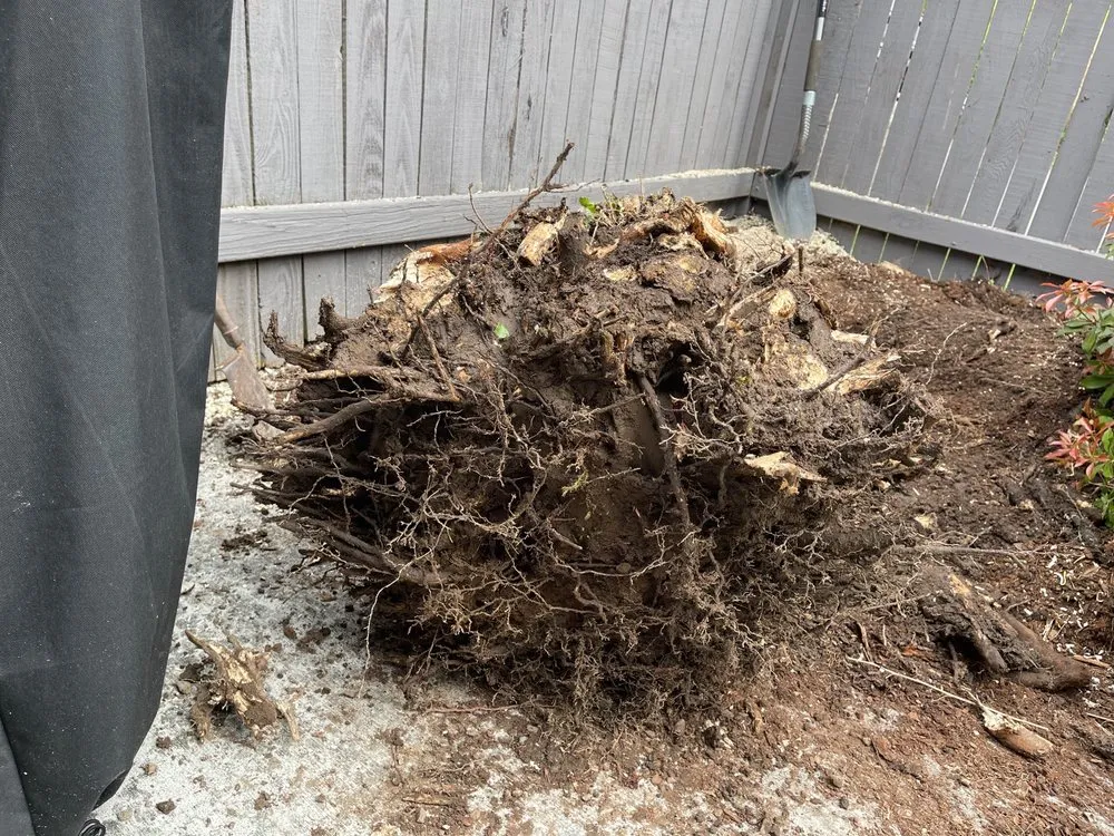 Custom residential landscaping for year-round maintenance across Kent, WA - Vegas Brothers Tree Services & Landscaping