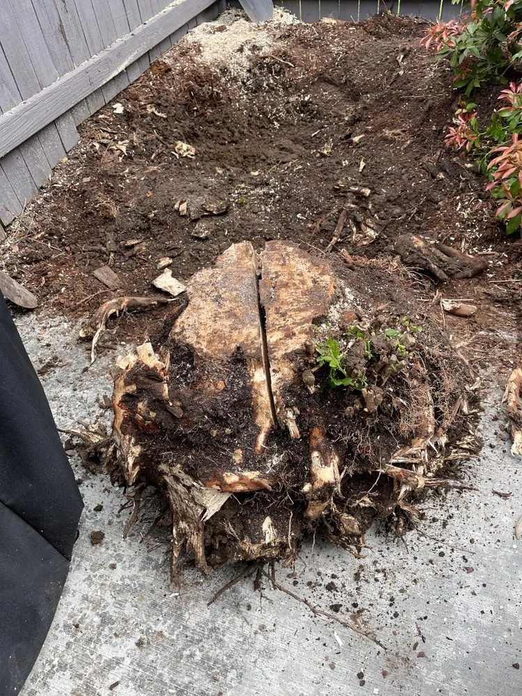 Reliable yard maintenance in Kent, WA - Vegas Brothers Tree Services & Landscaping