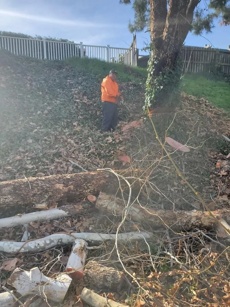 Affordable yard maintenance in Kent, WA - Vegas Brothers Tree Services & Landscaping