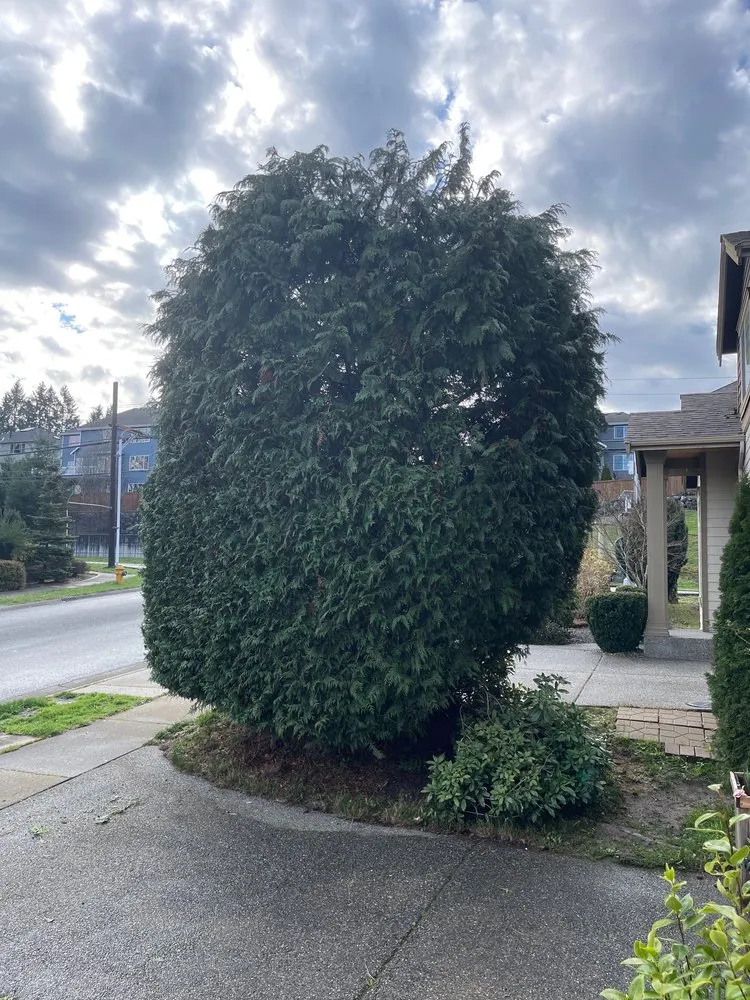 Affordable garden landscaping for year-round maintenance in Kent, WA by Vegas Brothers Tree Services & Landscaping