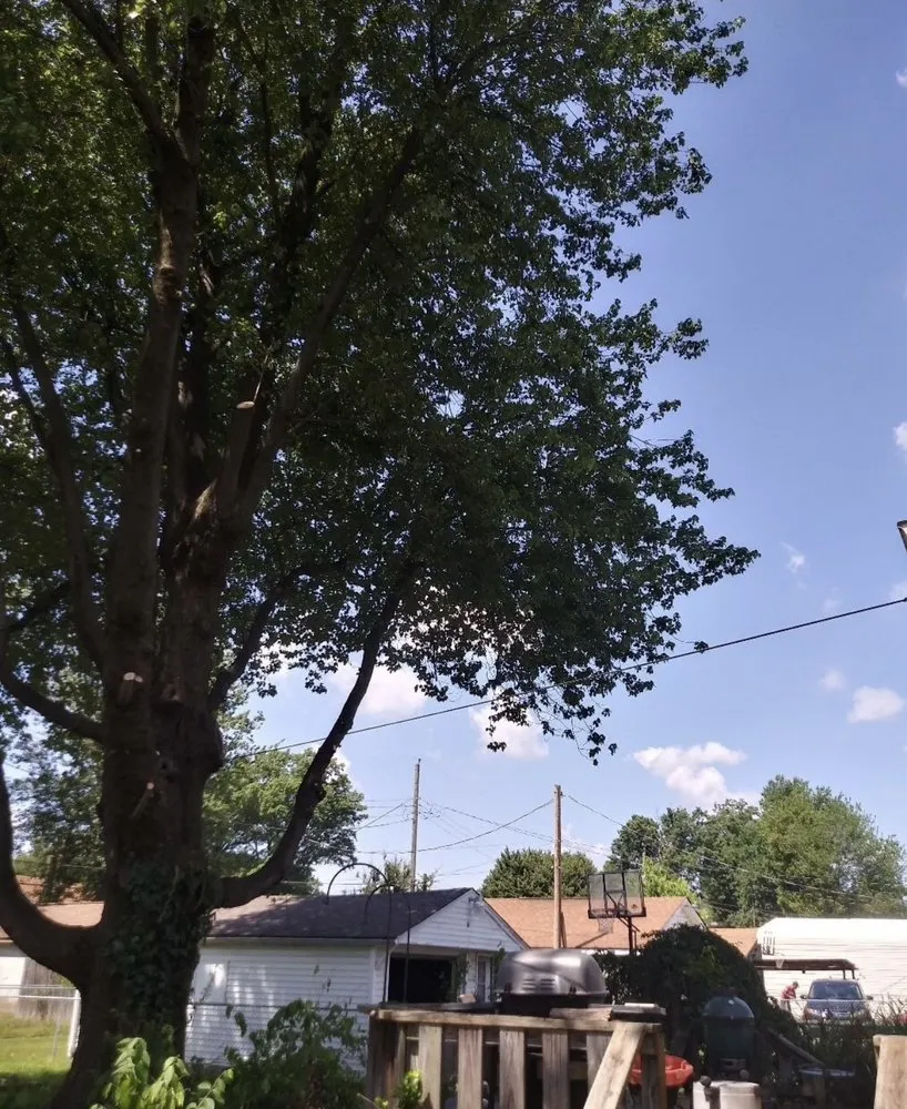 Trusted landscaping services in Beaumont, CA by Vega’s landscaping and tree service