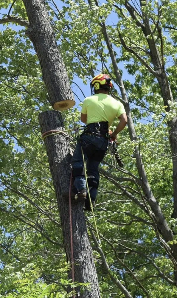 Affordable residential landscaping in Beaumont, CA - Vega’s landscaping and tree service