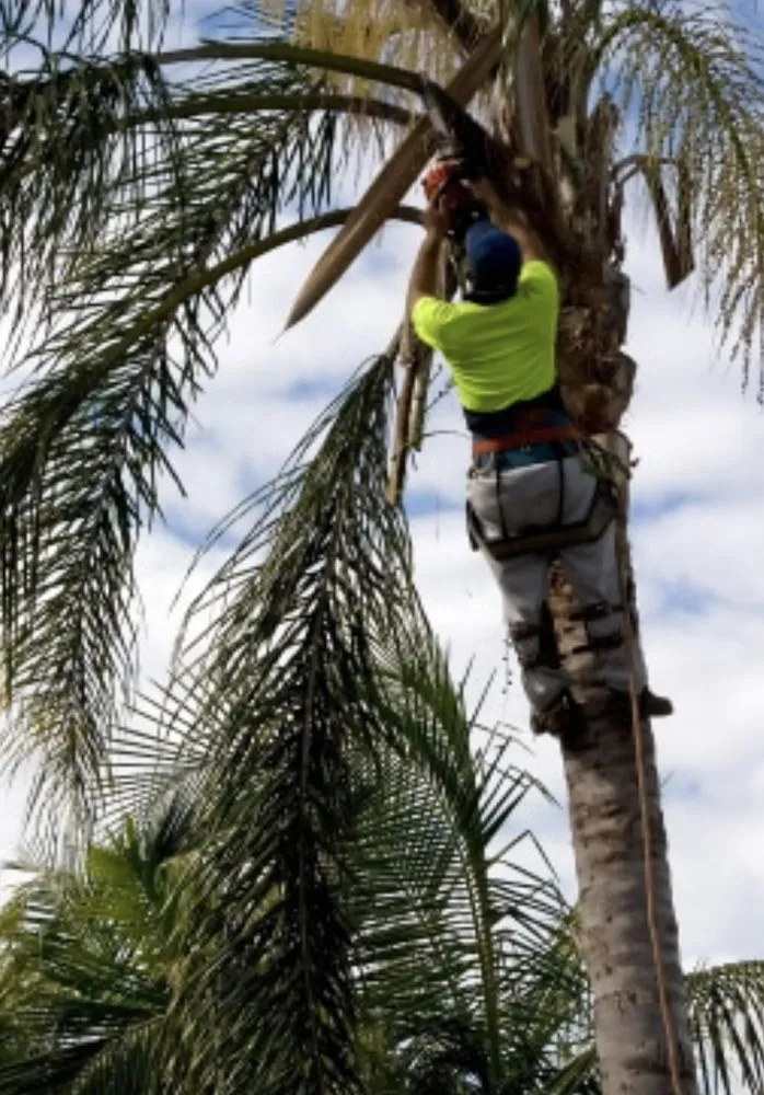 Reliable landscaping services in Beaumont, CA - Vega’s landscaping and tree service