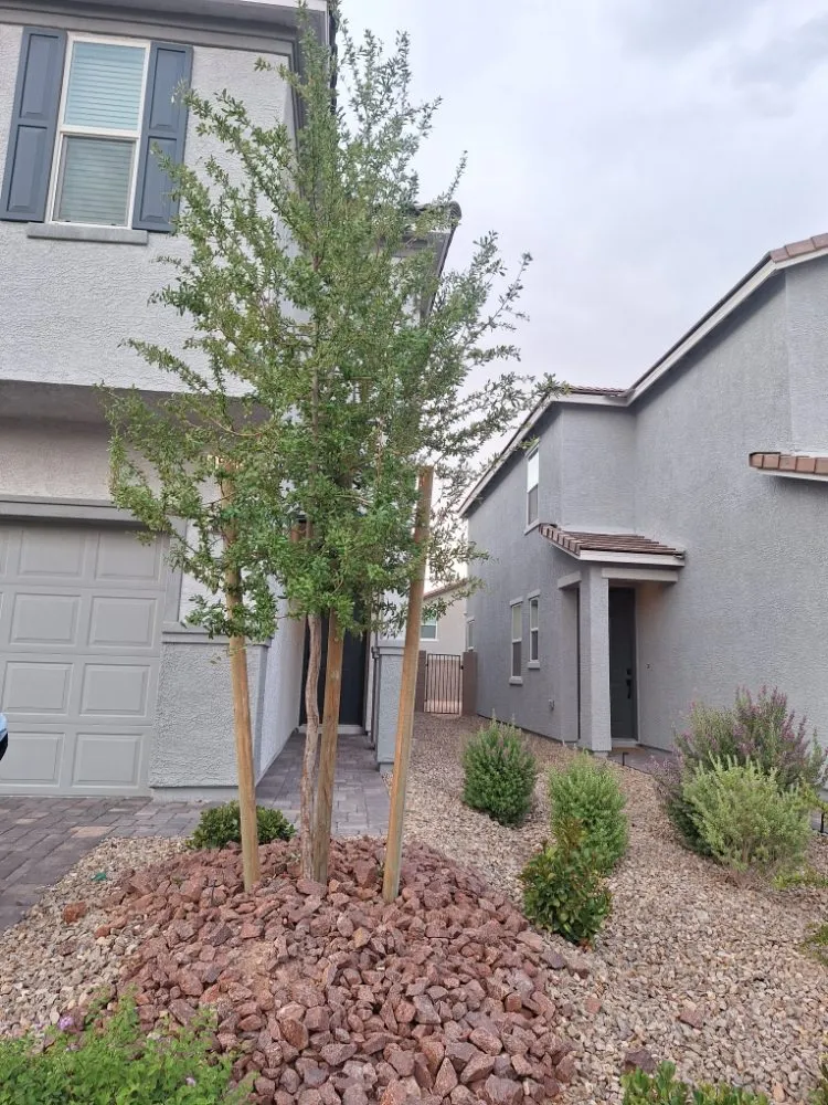 Reliable residential landscaping for beautiful yards across Las Vegas, NV - Vegas Landscaping Services