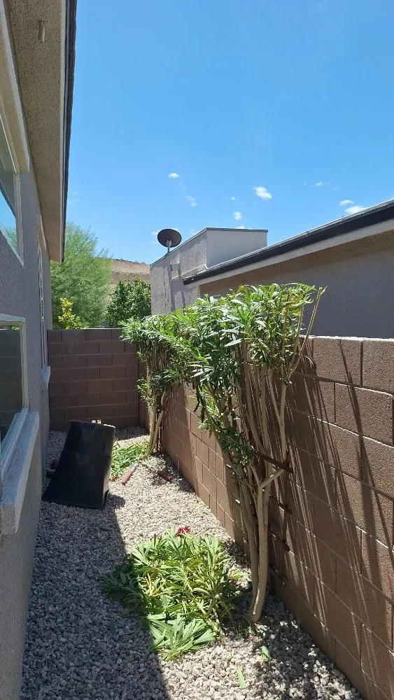 Custom yard cleanup service in Las Vegas, NV by Vegas Landscaping Services
