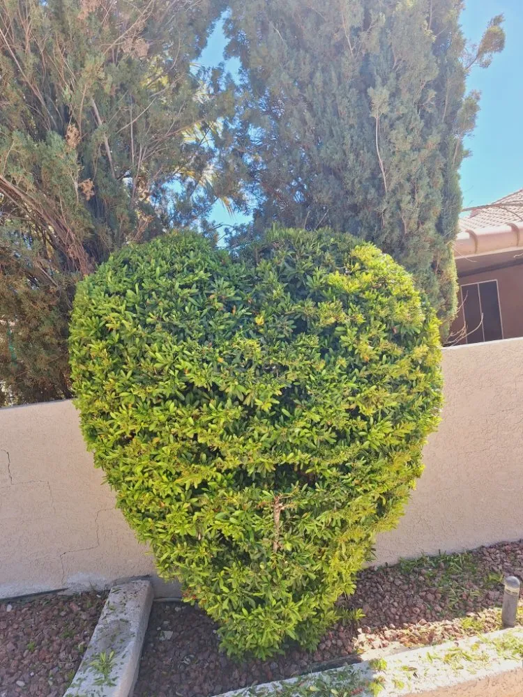 Professional residential landscaping experts serving Las Vegas, NV - Vegas Landscaping Services