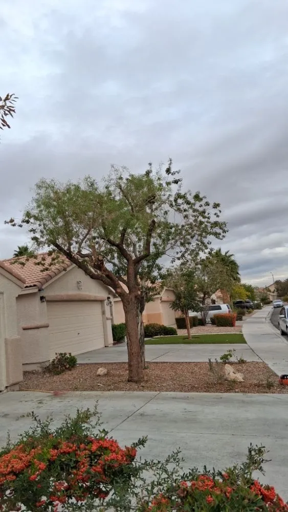 Professional garden landscaping for year-round maintenance in Las Vegas, NV by Vegas Landscaping Services