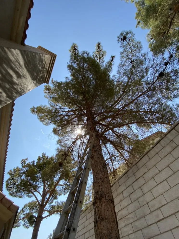 Custom outdoor landscaping experts serving Henderson, NV - Vegas Strong Landscapes