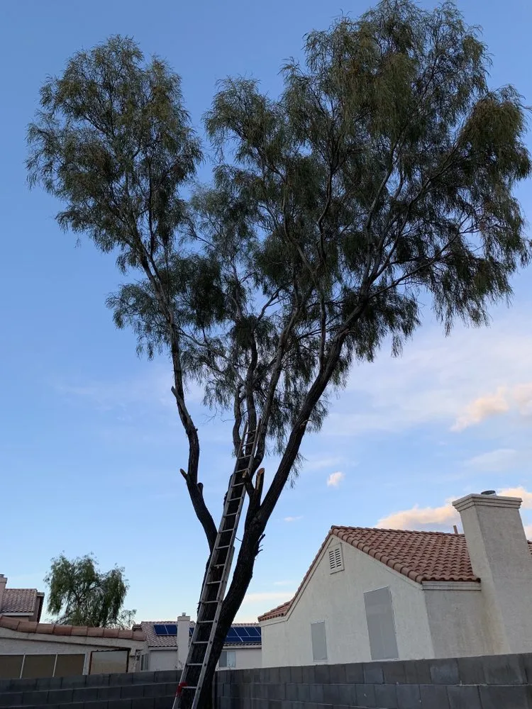 Local landscape design experts serving Henderson, NV - Vegas Strong Landscapes