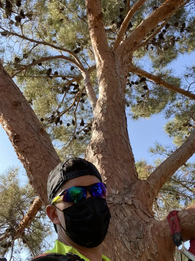 Custom lawn care service for beautiful yards across Henderson, NV - Vegas Strong Landscapes