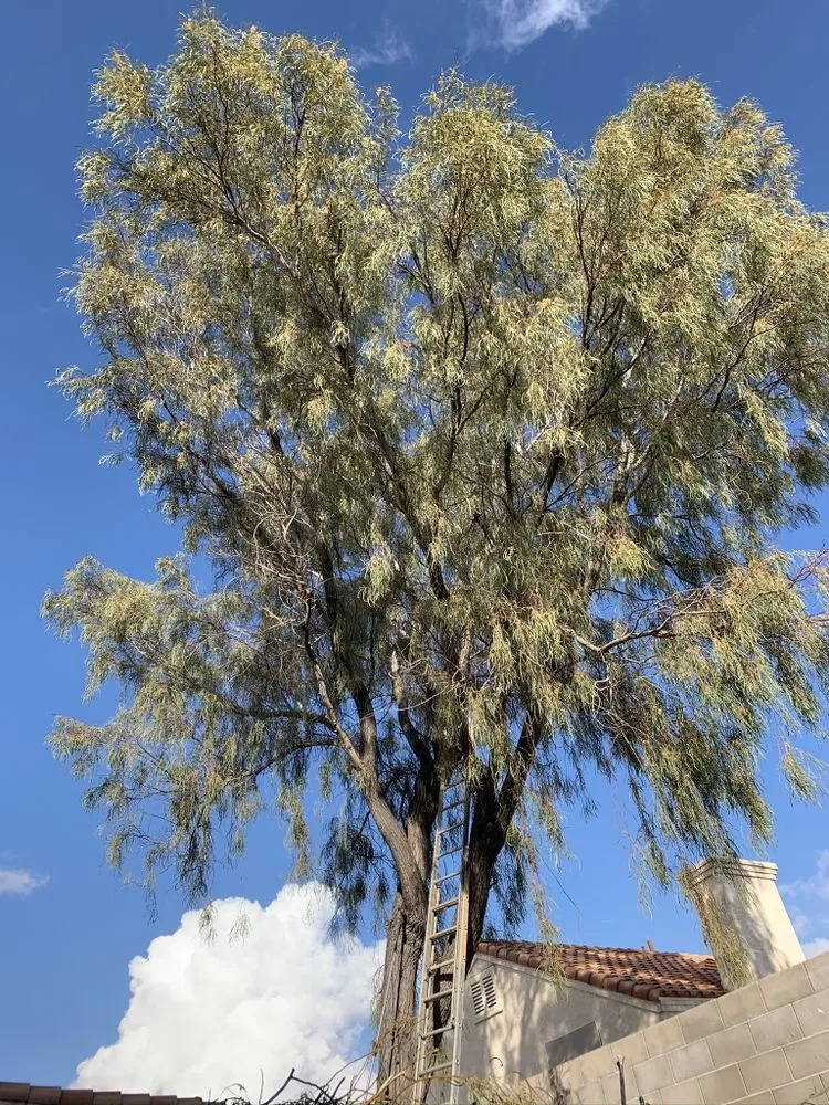 Reliable residential landscaping in Henderson, NV - Vegas Strong Landscapes