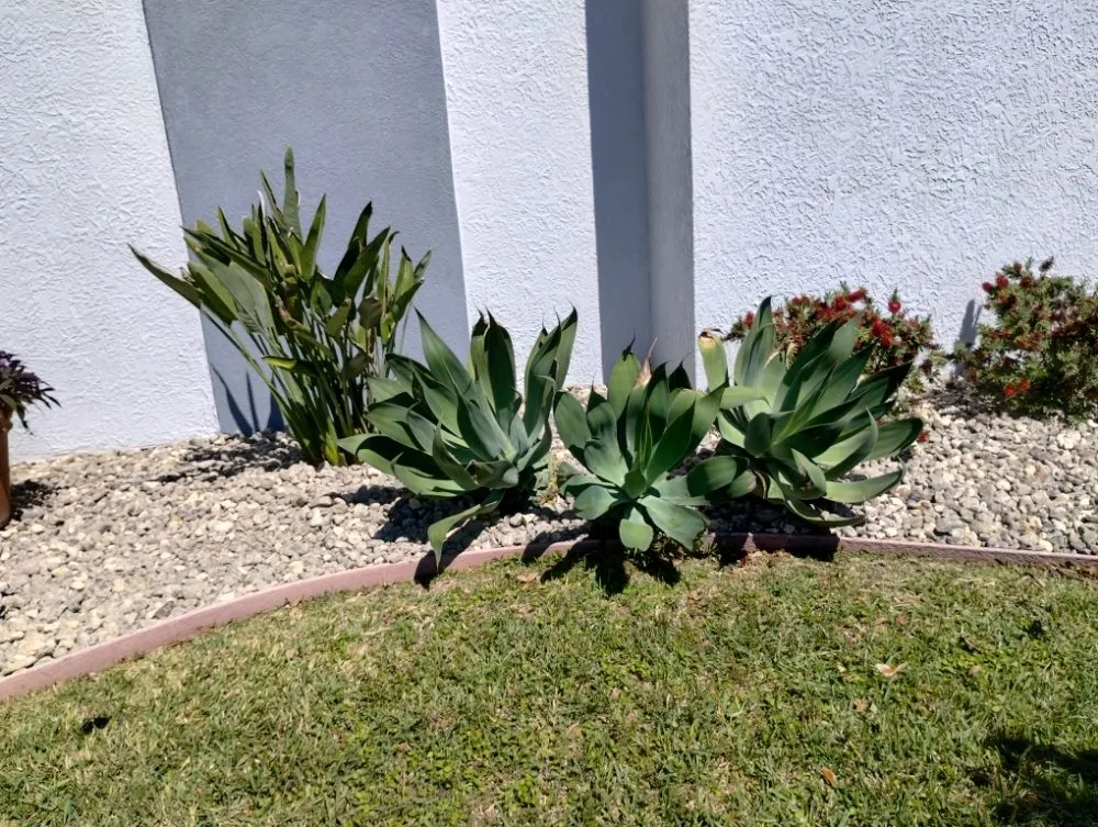 Expert landscape installation near you in Corpus Christi, TX by Vega's Tree and Lawn Service
