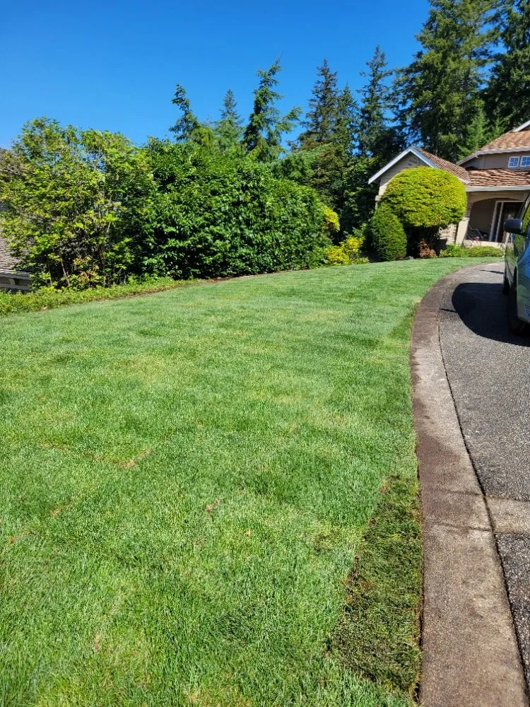 Reliable yard maintenance in Auburn, WA by Vega's Tree Service