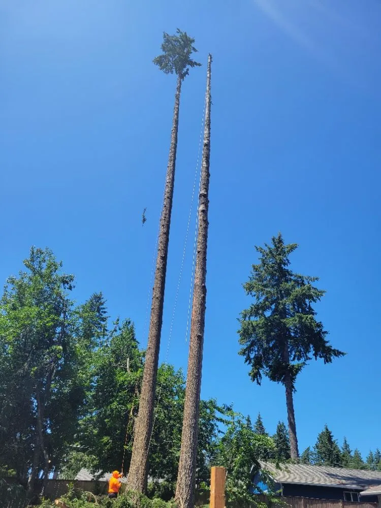 Top-rated landscaping services in Auburn, WA - Vega's Tree Service