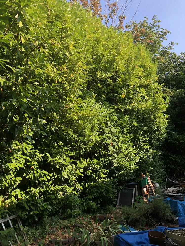 Custom outdoor landscaping experts serving Auburn, WA - Vega's Tree Service