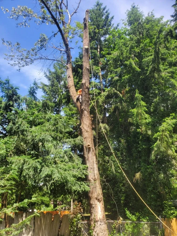 Local lawn care service for year-round maintenance in Auburn, WA by Vega's Tree Service