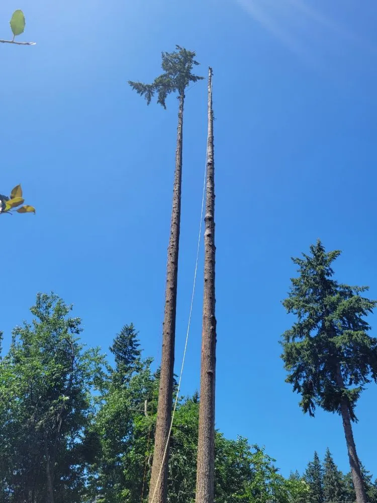 Local landscape installation in Auburn, WA - Vega's Tree Service