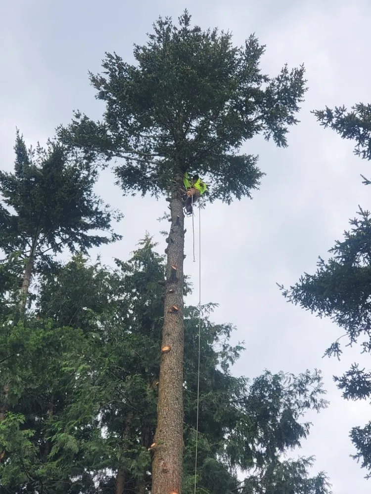 Trusted residential landscaping for homes in Auburn, WA by Vega's Tree Service