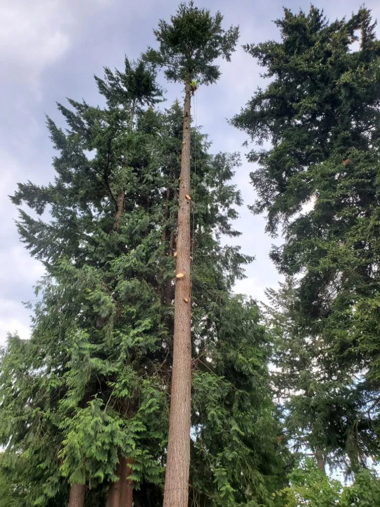 Custom landscaping services with custom design across Auburn, WA - Vega's Tree Service