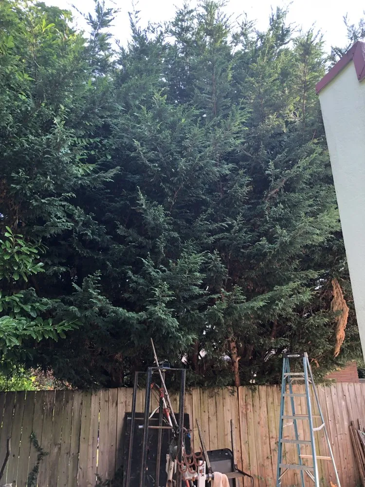 Local residential landscaping for residential properties across Auburn, WA - Vega's Tree Service