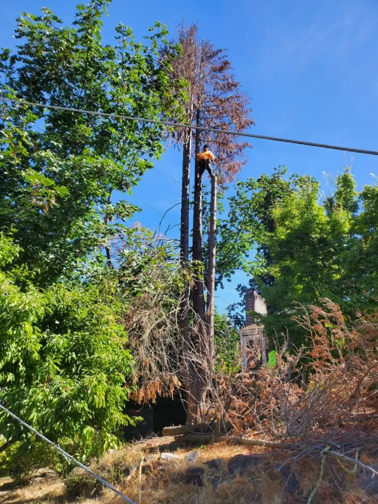 Expert lawn care service experts serving Auburn, WA - Vega's Tree Service