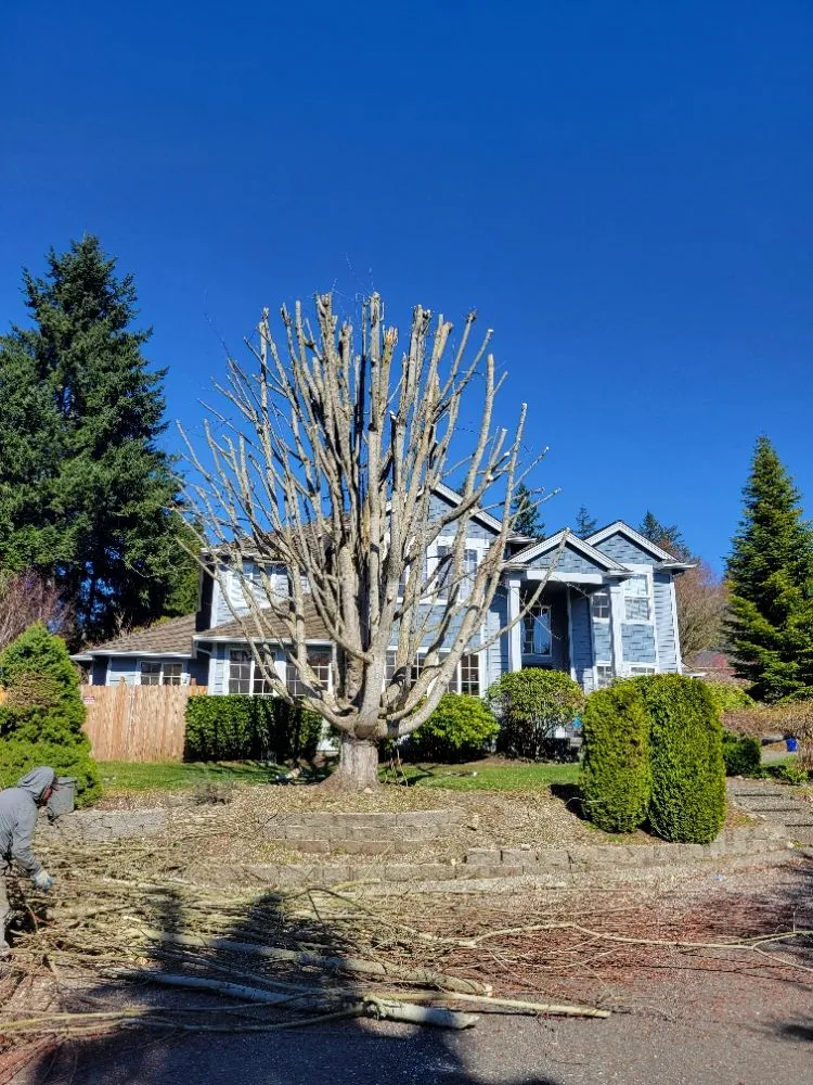 Affordable residential landscaping for residential properties across Auburn, WA - Vega's Tree Service