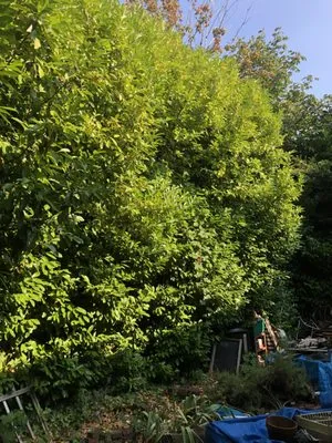 Vega's Tree Service Logo