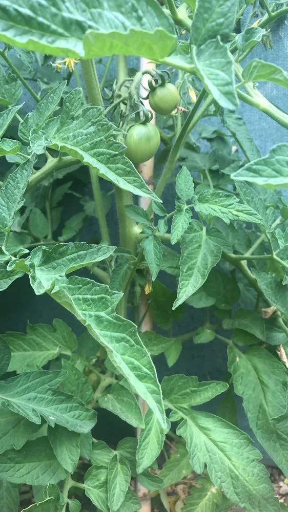 Affordable residential landscaping for residential properties in The Woodlands, TX by Veggie Urbano