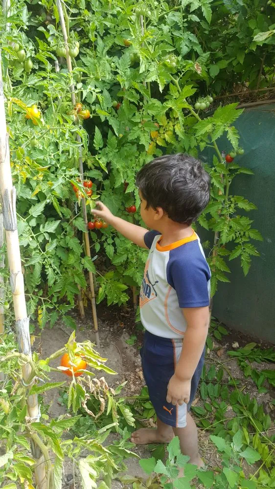 Affordable lawn care service in The Woodlands, TX by Veggie Urbano